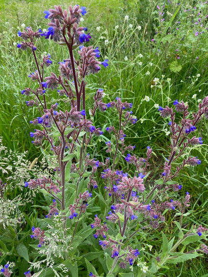 Gewöhnliche Ochsenzunge - Anchusa officinalis