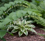 Gewöhnliches Salomonssiegel – Polygonatum multiflorum TIPP