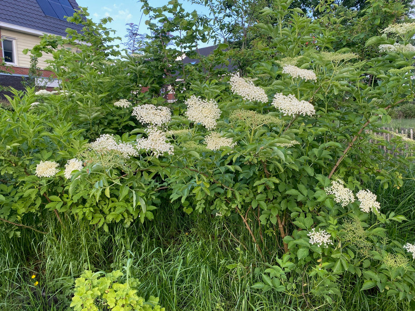 Gewöhnlicher Holunder - Sambucus nigra