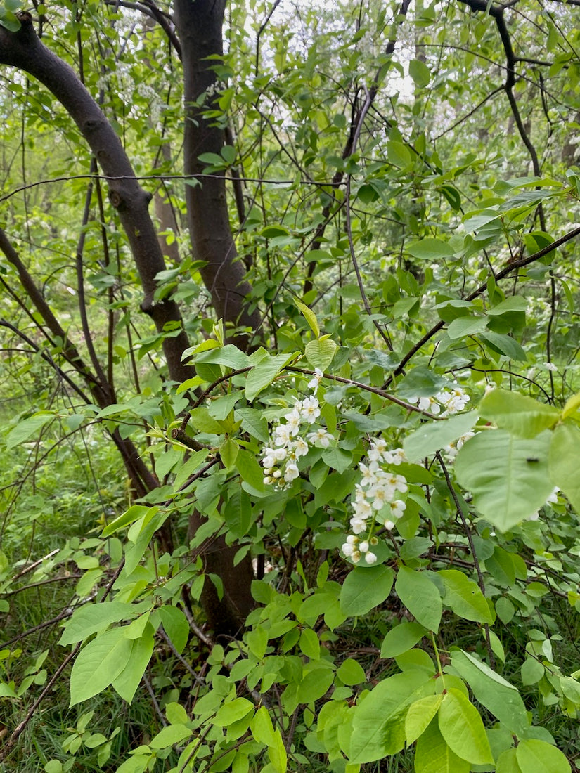 Vogelkirsche - Prunus padus