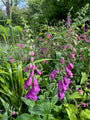 Gewöhnlicher Fingerhut - Digitalis purpurea