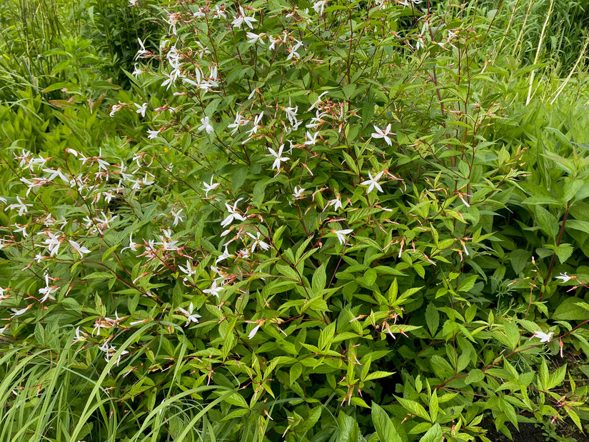 Dreiblättrige Brachspirale - Gillenia trifoliata