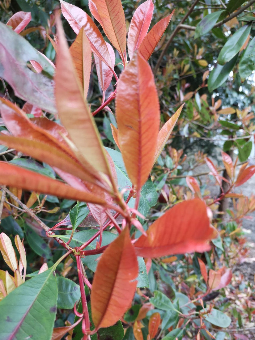 Glansmispel Red Robin