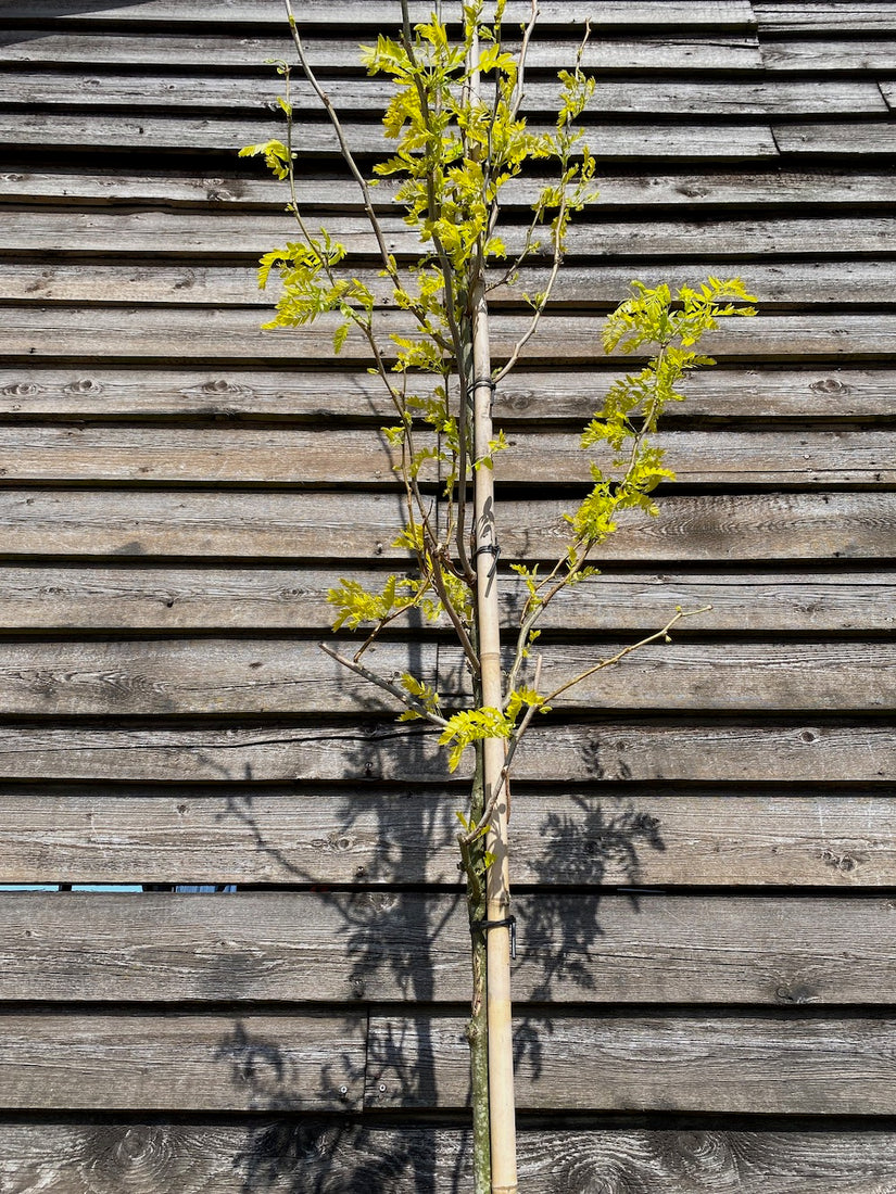 Gelbe Heuschrecke - Gleditsia triacanthos 'Sunburst'