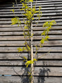 Gelbe Heuschrecke - Gleditsia triacanthos 'Sunburst'