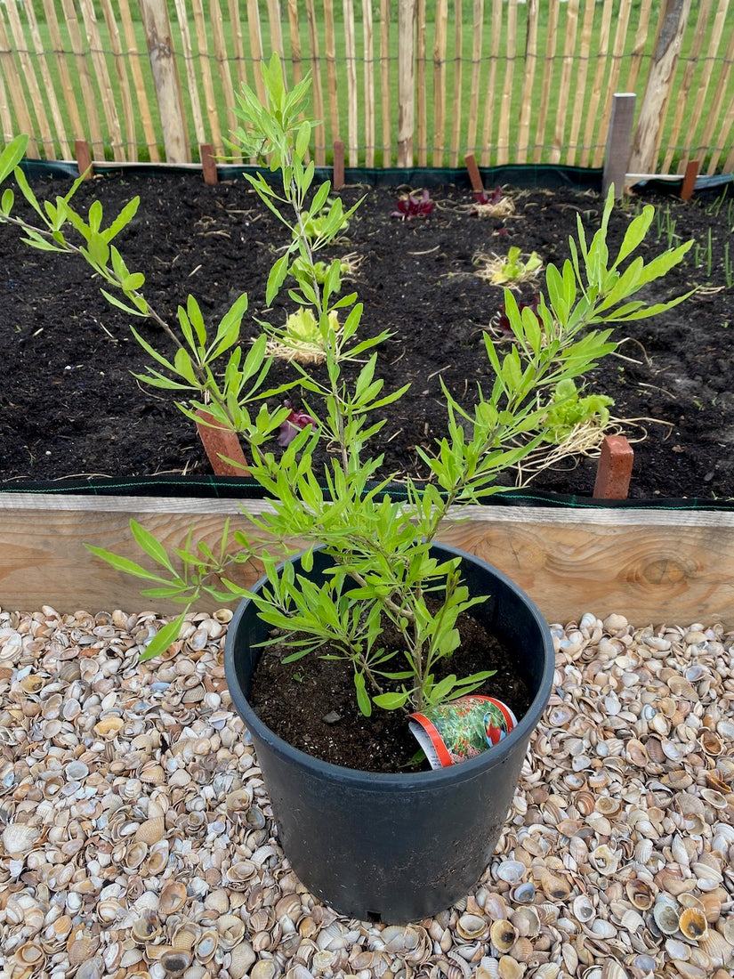 Goji-Beere / Buchsdorn - Lycium barbarum