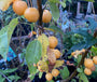 Zierapfel - Malus 'Golden Hornet' am Stiel