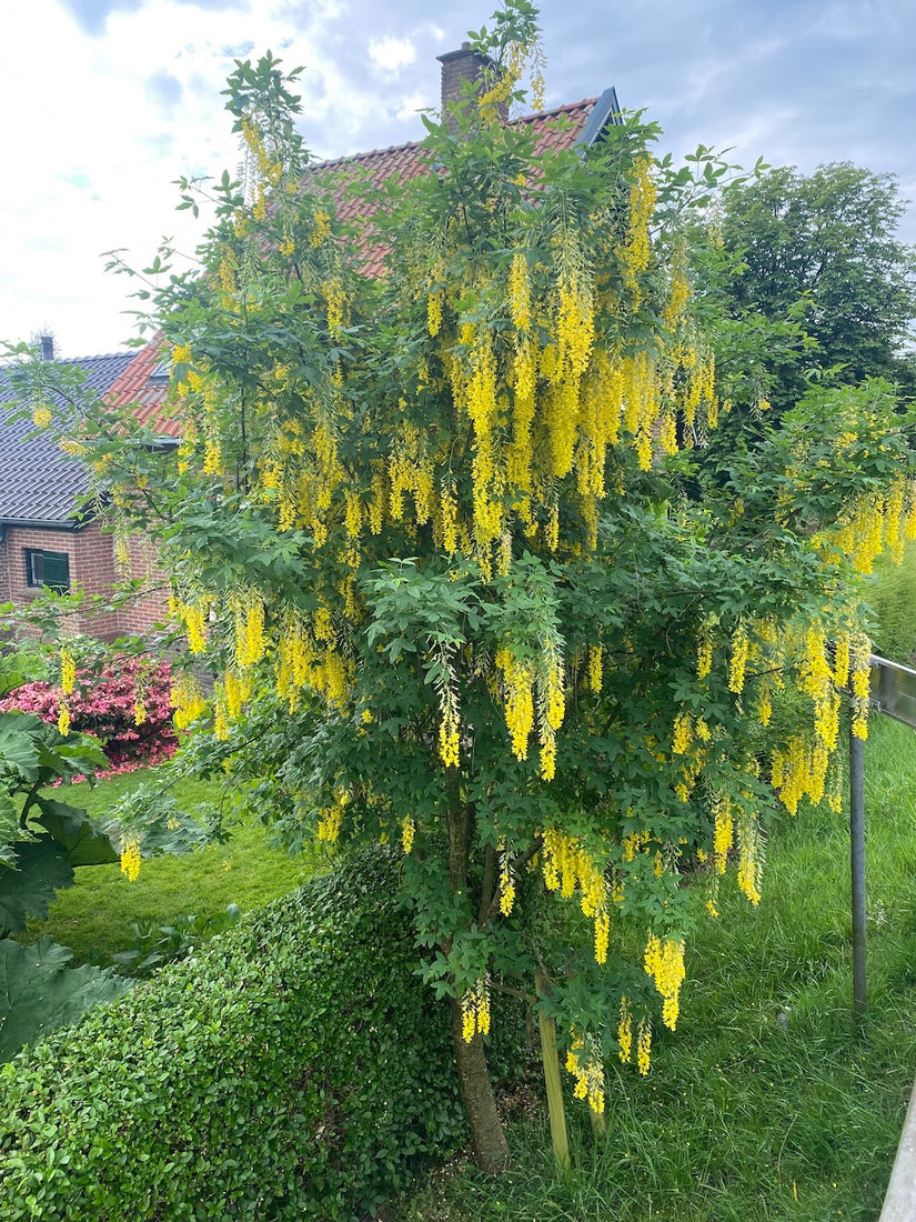 Bastard-Goldregen - Laburnum x watereri 'Vossii' 275-325 cm