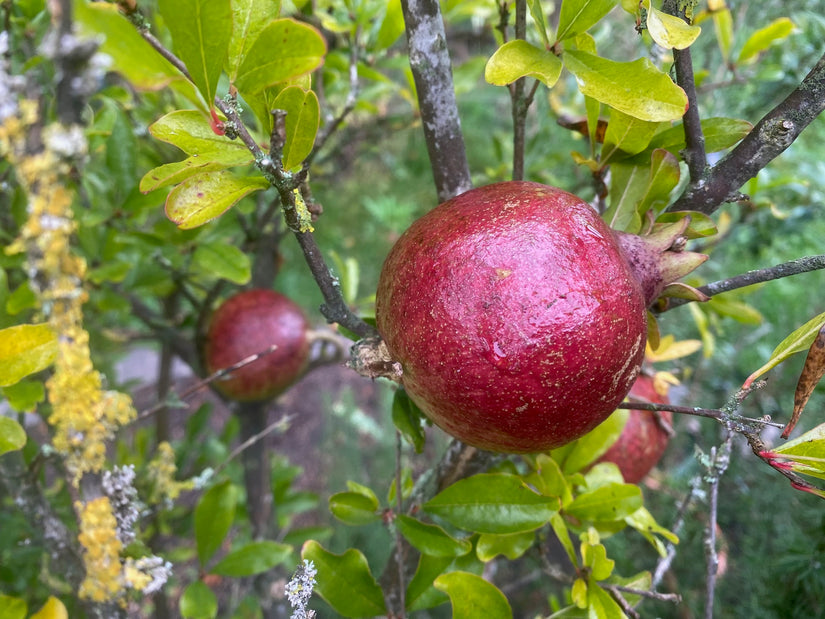 Granatapfelstrauch - Punica granatum