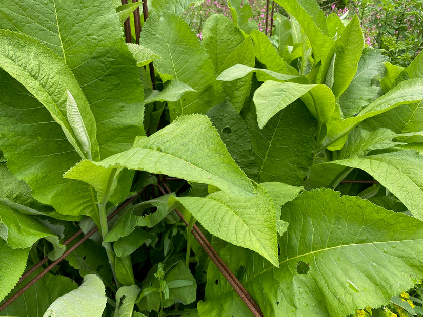 Griechische Laterne - Inula helenium