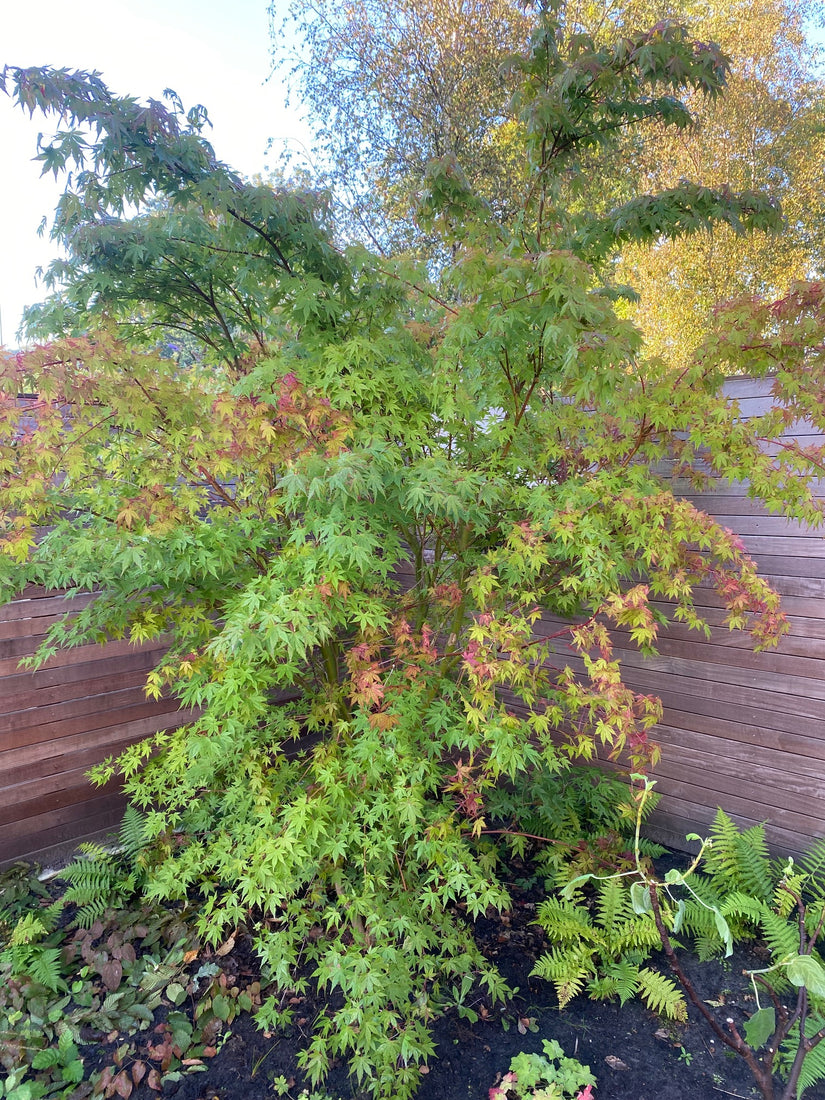 Japanischer Ahorn - Acer palmatum