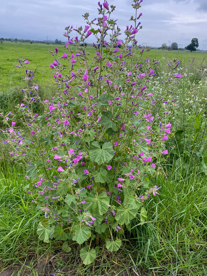 Große Malve - Malva sylvestris