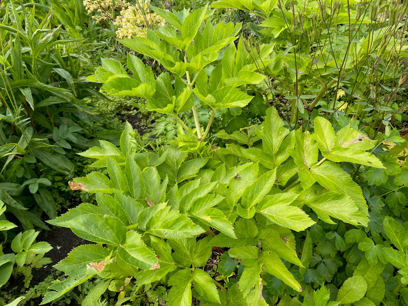 Angelica angelica - Angelica archangelica