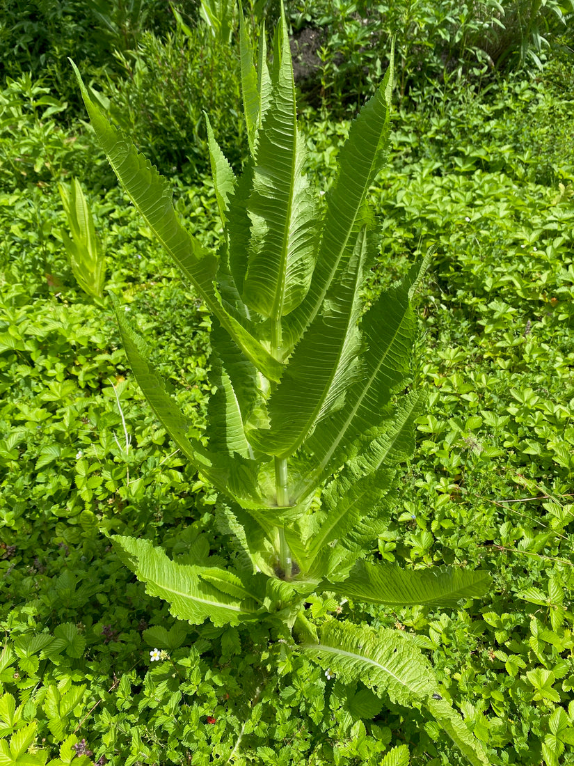 Große Karde - Dipsacus fullonum