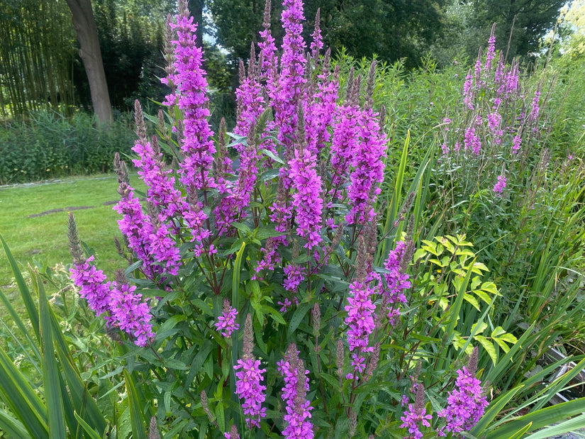 Blutweiderich - Lythrum salicaria