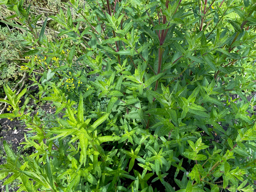 Bio Blutweiderich - Lythrum salicaria 'Robert'