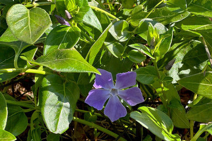Immergrün – Vinca Major (auch pro/m2)