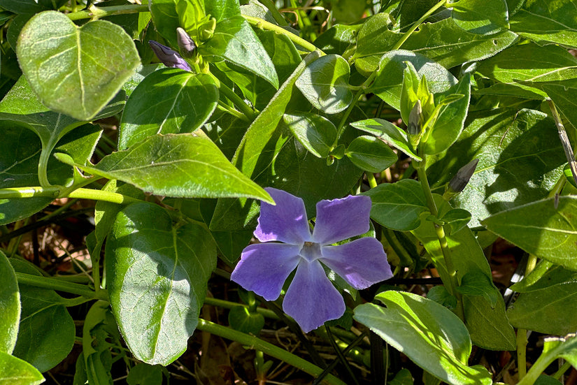 Immergrün – Vinca Major (auch pro/m2)