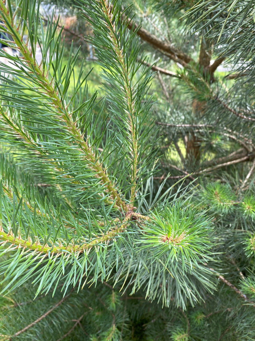 Waldkiefer - Pinus sylvestris