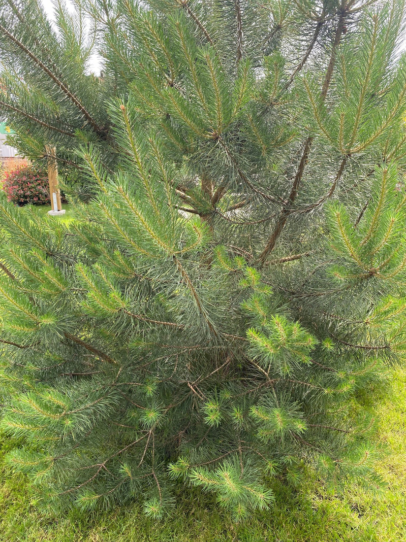 Waldkiefer - Pinus sylvestris