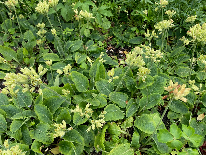 Bio-Goldprimel - Primula veris