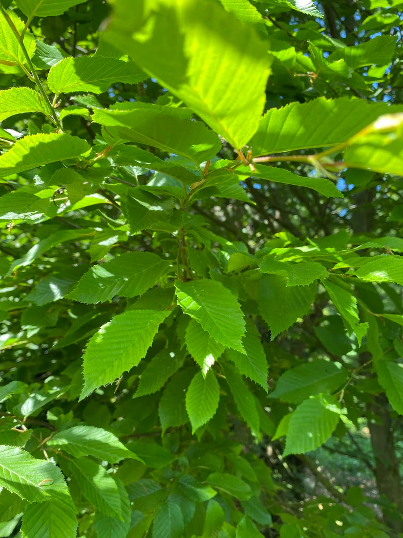 Hainbuche-Dachbaum - Carpinus betulus