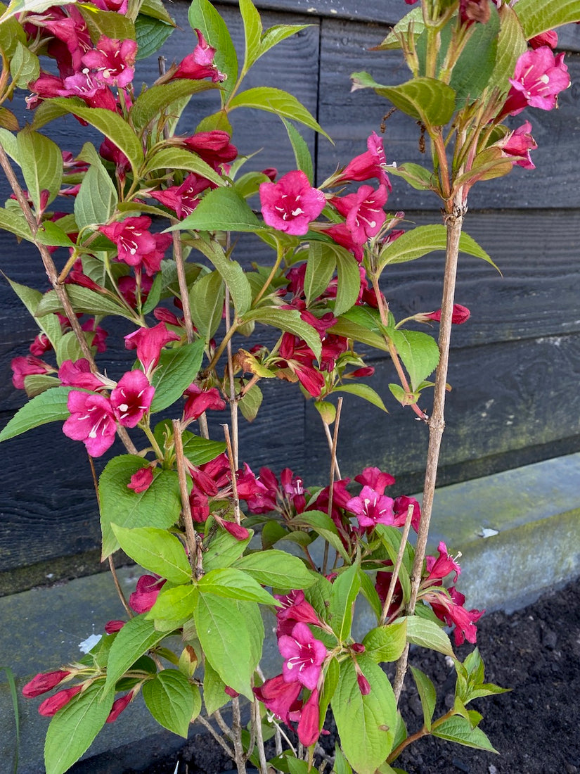 Weigelia-Heckenpflanze - Weigela 'Bristol Ruby'