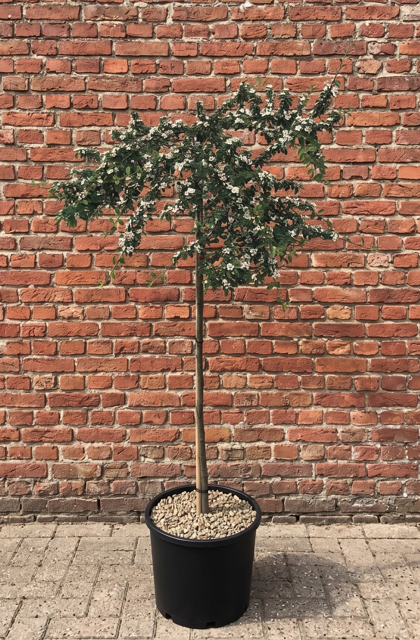 Zwergmispel - Cotoneaster suecicus 'Coral Beauty'
