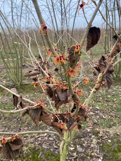 Orange Hamamelis - Hamamelis intermedia 'Jelena'