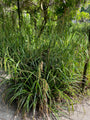 Hängende Segge - Carex pendula