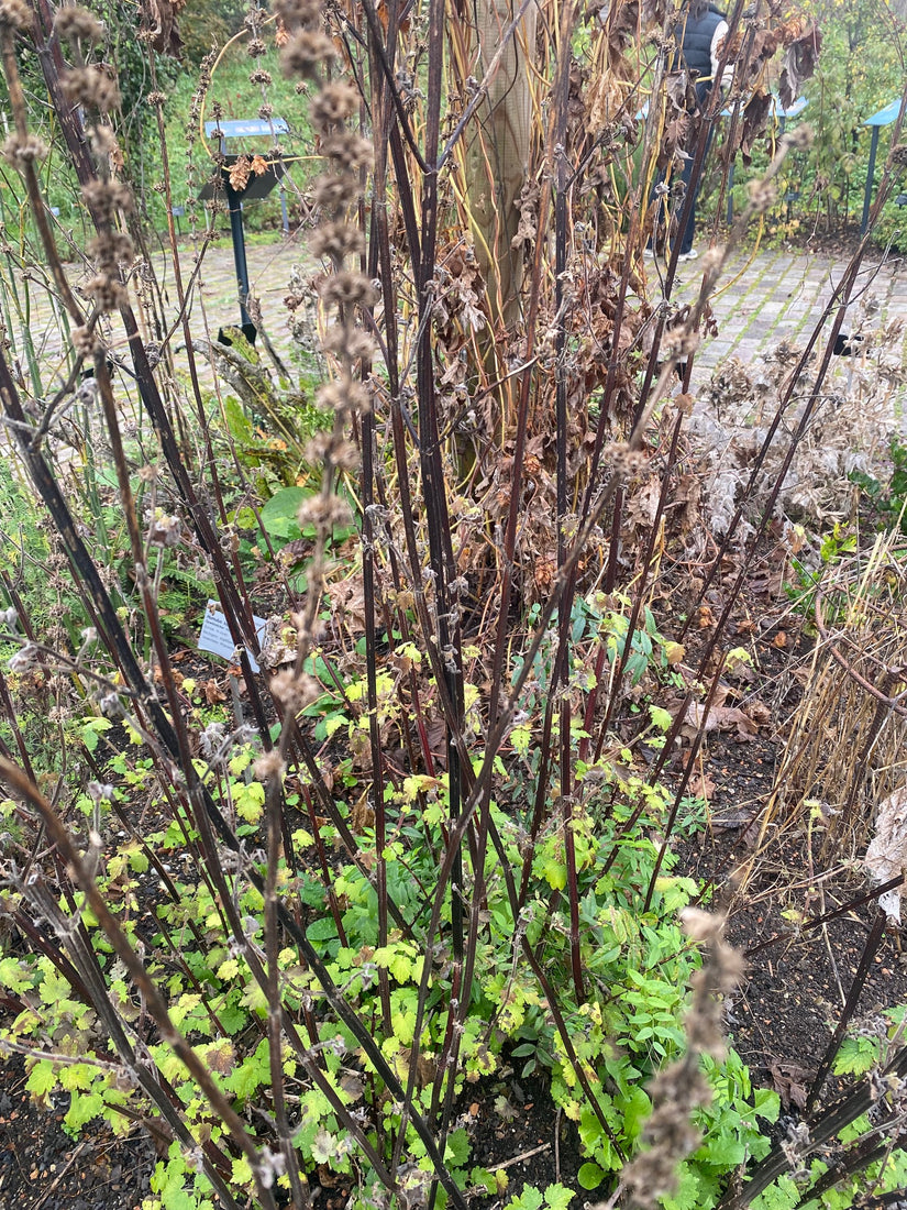 Biologische Herzspanne – Leonurus cardiaca