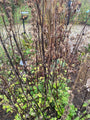 Biologische Herzspanne – Leonurus cardiaca