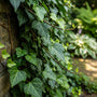 Efeu - Hedera helix