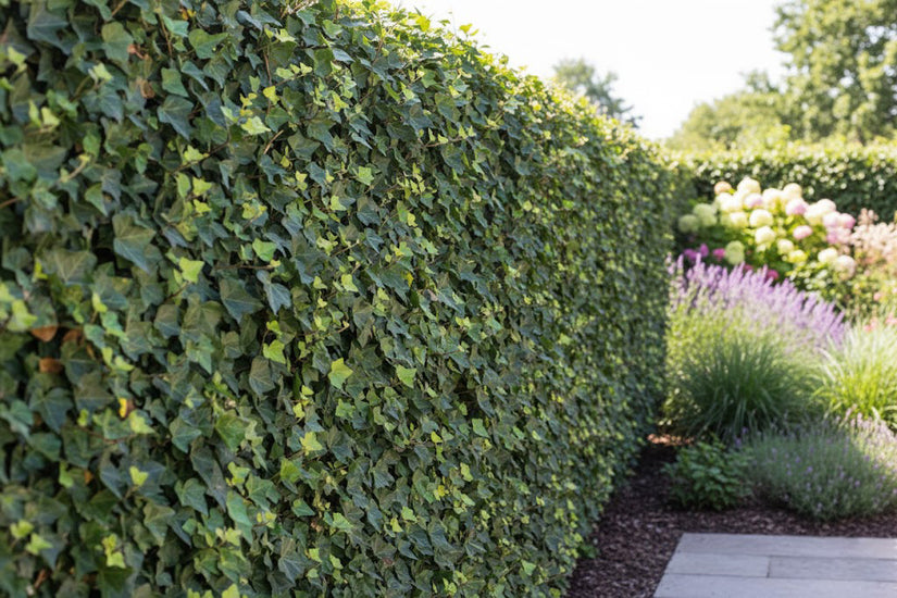 Apfelwein-Eukalyptus - Eucalyptus gunnii