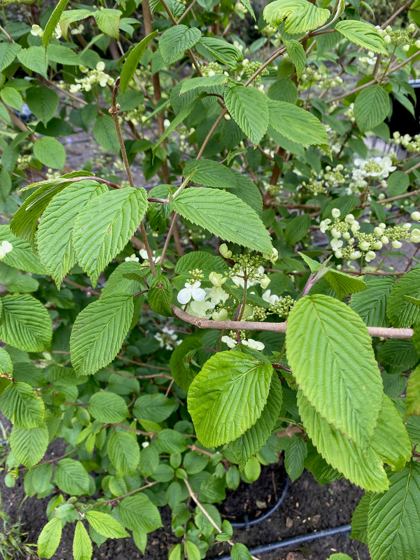 Japanischer Schneeball - Viburnum plicatum 'Mariesii'