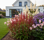 herfstborder - Duizendknoop persicaria blackfield met zilverkaars, herfstanemoon en herfstaster.