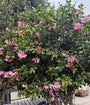 Kamelie - Camellia sasanqua (Herbstkamelie)
