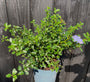 herfstsering Ceanothus thyrsiflorus var. repens in c3 pot 30-40 cm voorbeeld wat u koopt