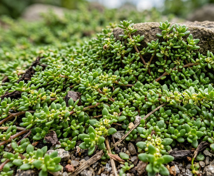 Kahles Knackkraut - Herniaria glabra