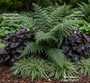 Nadelfarn - Polystichum setiferum 'Herrenhausen' (Wintergrüner Farn)