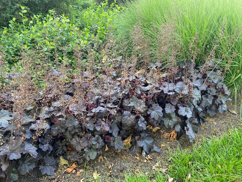 Bio-Lila Glockenblume - Heuchera micrantha 'Palace Purple'