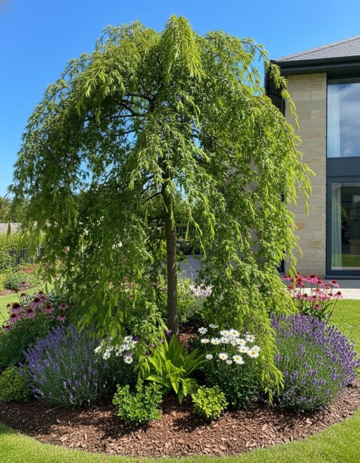 himalaya ceder cedrus deodara