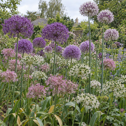 Krokus Botanische Mischfarben – 180 Blumenzwiebeln