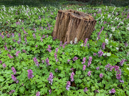 Hohlwurzel - Corydalis cava