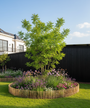 Japanse Honingboom Meerstammig - Styphnolobium Japonicum / Sophora japonica in border