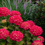Hortensie - Hydrangea Macrophylla 'Leuchtfeuer'