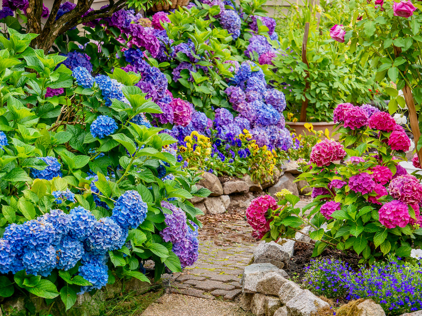 Bauernhortensie - Hydrangea Macrophylla 'Nikko Blue'