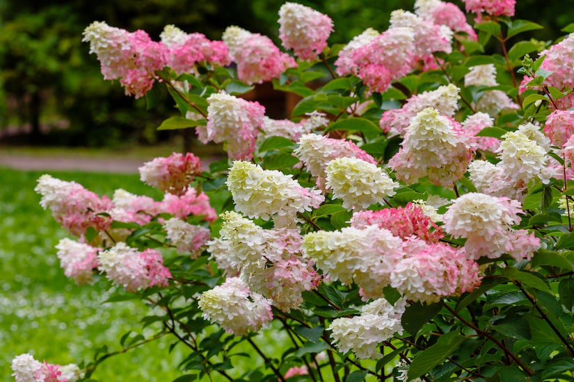 Hortensie am Stiel - Hydrangea paniculata 'Diamantino'