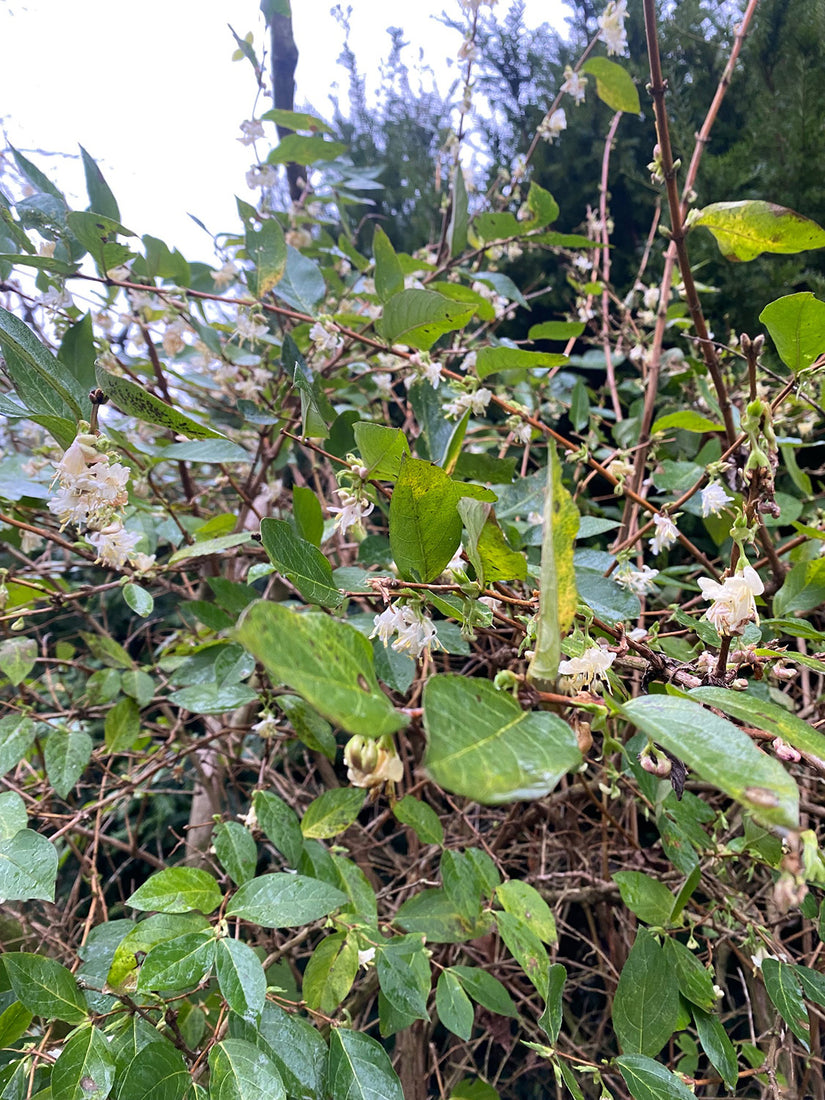 Kletterhortensie - Hydrangea anomala subsp. Blattstiel