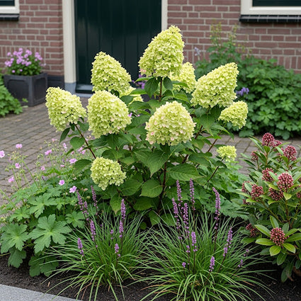 Hydrangea paniculata 'Little Lime' (Dwerghortensia) in kleine voortuin met leliegras, ooievaarsbek (links) en skimmia rubella.